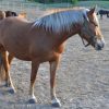 دانلود پروژه آماری بررسی رابطه بین سن اسب و علوفه مصرفی آن